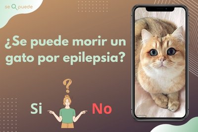 ¿Se puede morir un gato por epilepsia?